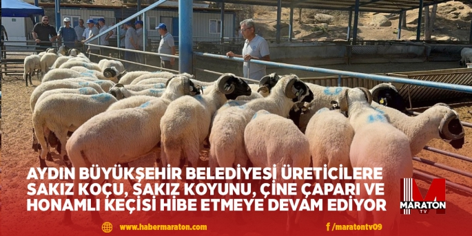 AYDIN BÜYÜKŞEHİR BELEDİYESİ ÜRETİCİLERE SAKIZ KOÇU, SAKIZ KOYUNU, ÇİNE ÇAPARI VE HONAMLI KEÇİSİ HİBE ETMEYE DEVAM EDİYOR