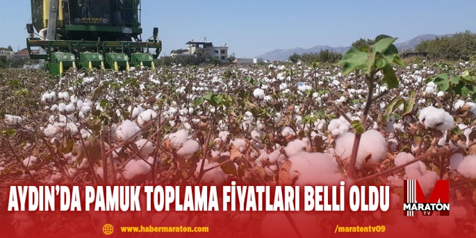 Aydın’da pamuk toplama fiyatları belli oldu