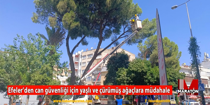 Efeler’den can güvenliği için yaşlı ve çürümüş ağaçlara müdahale