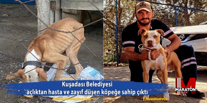 Kuşadası Belediyesi açlıktan hasta ve zayıf düşen köpeğe sahip çıktı