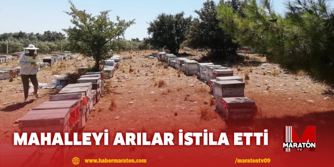 Mahalleyi arılar istila etti