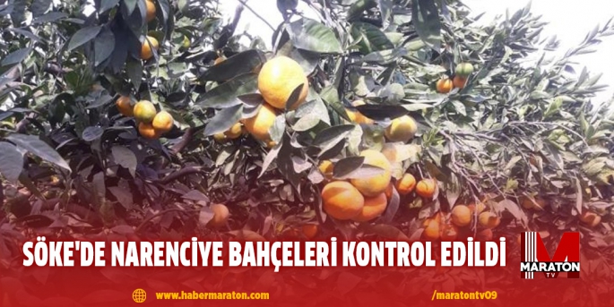 Söke'de narenciye bahçeleri kontrol edildi