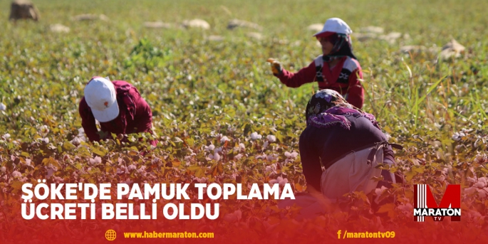 SÖKE'DE PAMUK TOPLAMA ÜCRETİ BELLİ OLDU