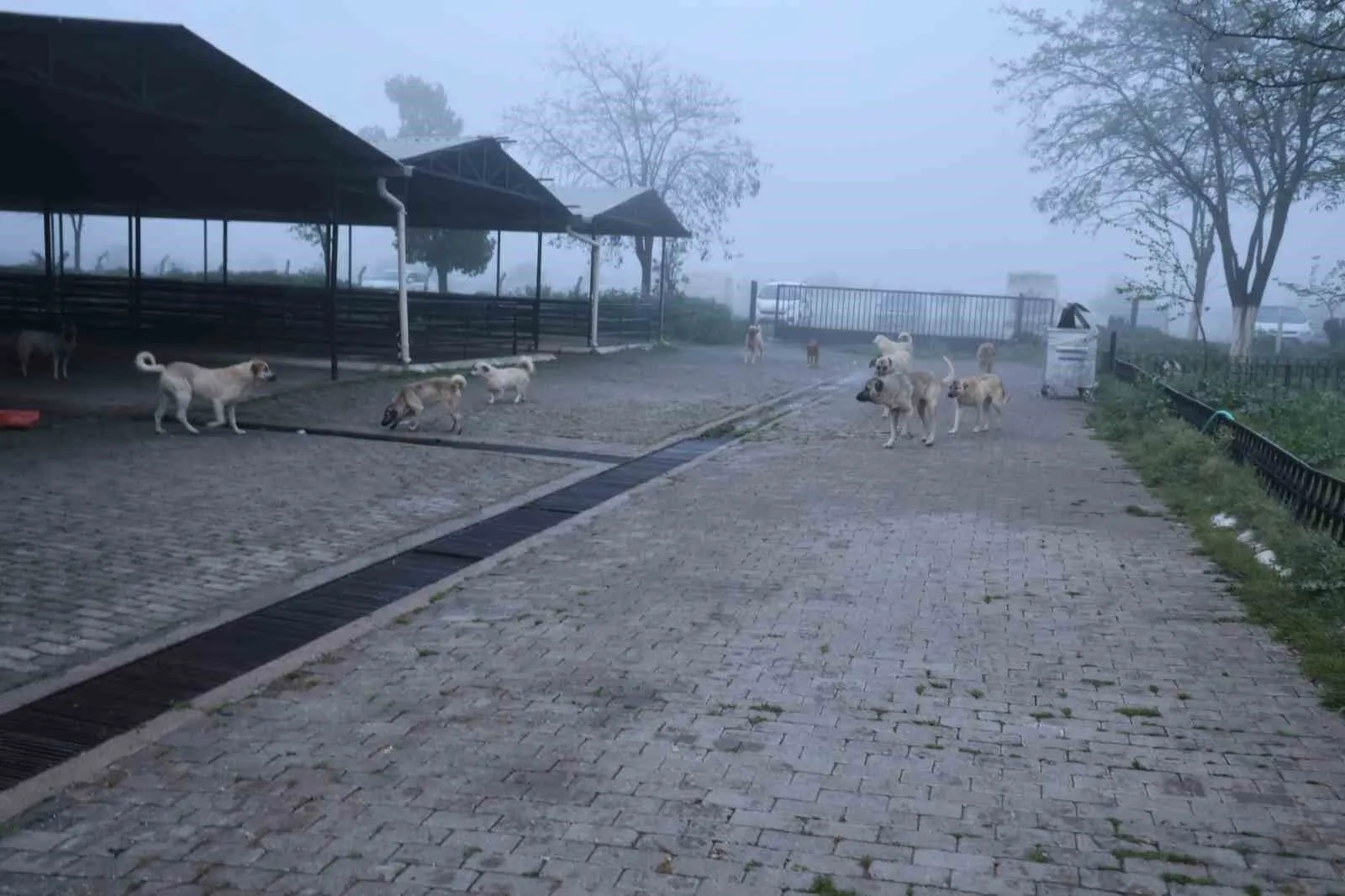 Sürü Halinde Geziyorlar! Hayvan Pazarı Köpeklerin Mekânı Oldu