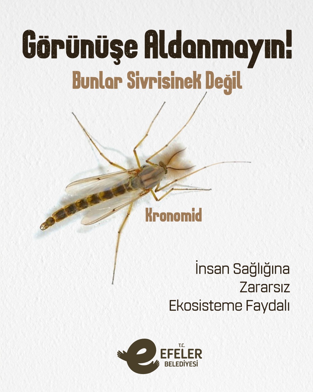 EFELER BELEDİYESİ’NDEN “YALANCI SİVRİSİNEK” KRONOMİDLER HAKKINDA ÖNEMLİ AÇIKLAMA