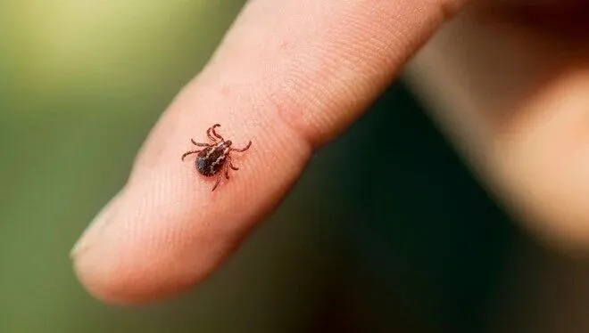 Kene Alarmı: 0 ve A Kan Grupları Daha Fazla Risk Altında