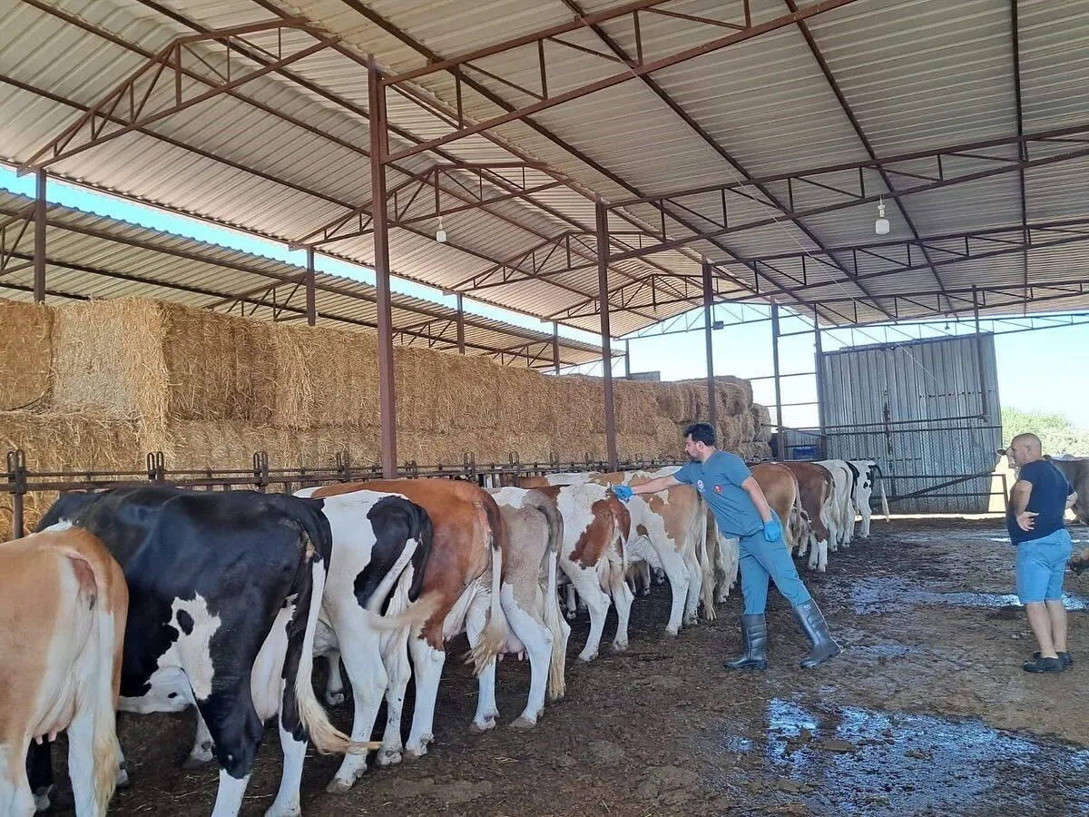 Köşk’te 12 Mahalle Şap Hastalığı Nedeniyle Karantinaya Alındı