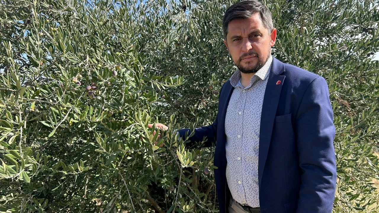Saadet Partili Kayaoğulları: “Zeytine sahip çıkmak memleketin bereketine sahip çıkmaktır”