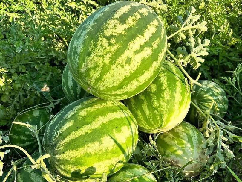 Söke’nin Ünlü Kısır Karpuzu Tezgâhlardaki Yerini Aldı