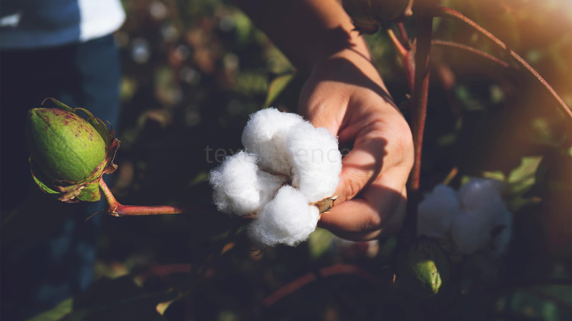 Söke Ovası’nda beyaz altın alarmı: Pamuk ekim alanları 100 bin dekar azaldı!